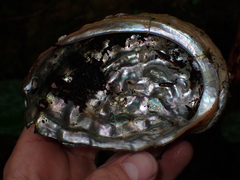 Haliotis kamtschatkana