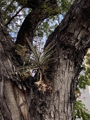 Tillandsia pohliana