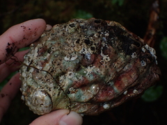 Haliotis kamtschatkana