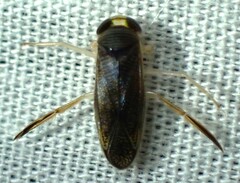 Corixini