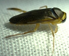 Corixini