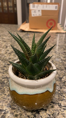 Haworthia