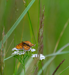 Melitaea athalia