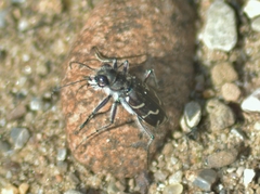 Cicindela tranquebarica