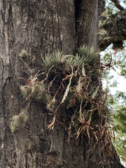 Tillandsia loliacea