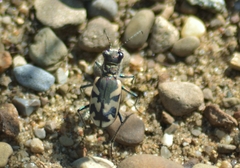 Cicindela formosa