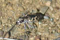 Cicindela formosa