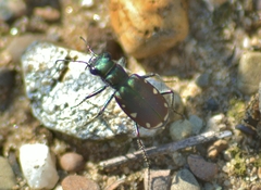 Cicindela scutellaris lecontei