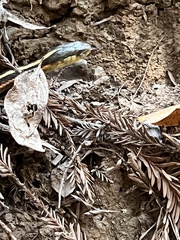 Thamnophis elegans terrestris