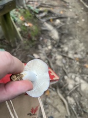 Russula mariae