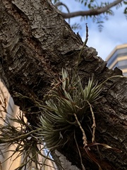 Tillandsia loliacea