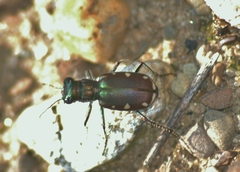 Cicindela scutellaris lecontei