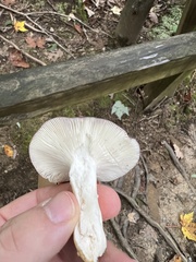 Russula mariae