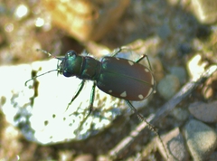Cicindela scutellaris lecontei