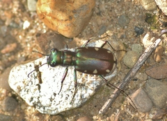 Cicindela scutellaris lecontei