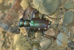 Cicindela scutellaris lecontei