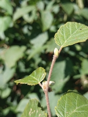 Corylus cornuta