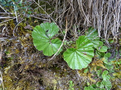 Gunnera magellanica