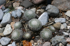 Mammillaria lenta