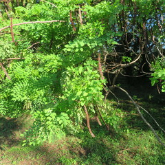 Leucaena retusa