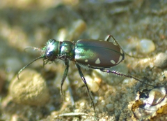 Cicindela scutellaris lecontei