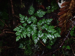 Coptis aspleniifolia