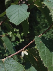 Corylus cornuta