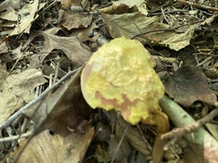 Boletus sensibilis