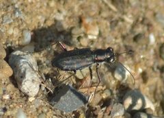 Cicindela punctulata
