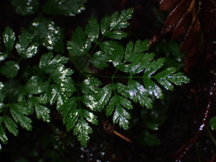 Coptis aspleniifolia