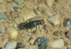 Cicindela punctulata