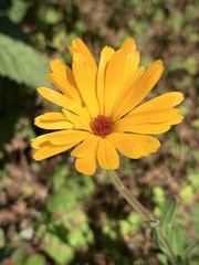 Calenduleae