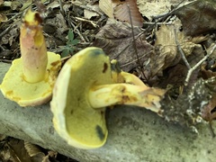 Boletus sensibilis