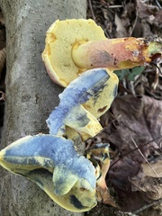 Boletus sensibilis