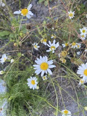 Tripleurospermum inodorum