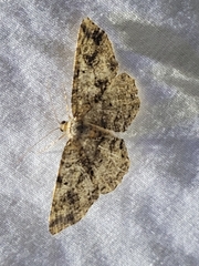 Melanolophia canadaria