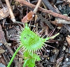 Drosera auriculata
