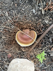 Ganoderma