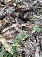 Xanthosia pilosa