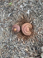 Ganoderma