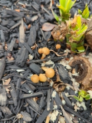 Agaricineae