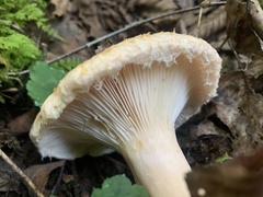Lactarius pubescens