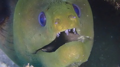 Gymnothorax funebris