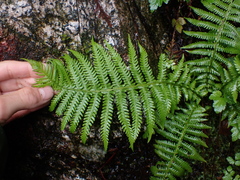 Oreopteris quelpartensis