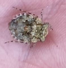 Gelastocoris oculatus