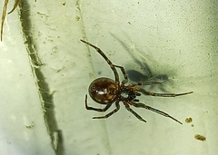 Araneae