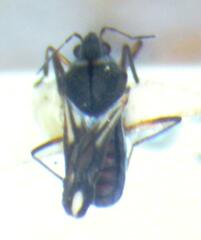 Microvelia