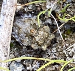 Gelastocoris oculatus