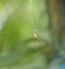 Micrathena sexspinosa