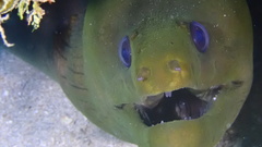 Gymnothorax funebris